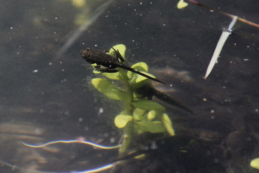 Girini e piccoli adulti di Bufo bufo